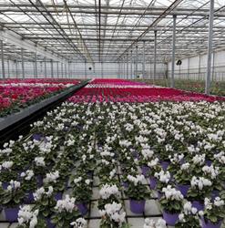 Floricoltura Burlon S.s. Di Burlon Nicola e Enrico