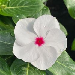 Floricoltura Azzoni Di Azzoni Giovanni e Figli