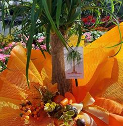 Floricoltura Gaggioli