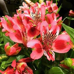 Flower Basket Di Orlando Piera