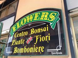 Flowers Di Balilla Patrizia