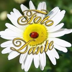 Foto Dante Di Denner Dominique & C. SAS