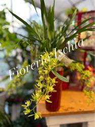 Fioreria Garden Ischia