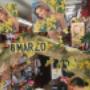 Mimosa - Festa della Donna