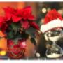 regali feste di Natale