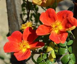 Giardino Fiorito