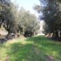 Ulivi Gozzo Luigi Vivai Azienda Agricola