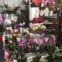 Fiori Freschi Green Flower Boutique