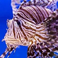 Happy Fish