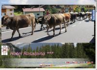 Sito di Hotel Rosalpina
