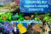 I Colori Del Blu SNC Di Castellazzi Mario e C.