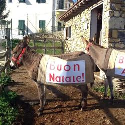Fondazione Orengo-Demora O.N.L.U.S.