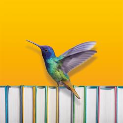 Il Colibri'