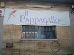 Il Pappagallo Di Catena Simone