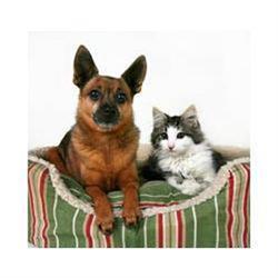 Toilette per Cani e Gatti
