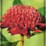 Fiori di Bach e Australian Bush Flowers