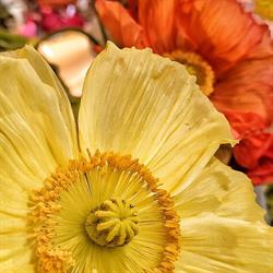 Fiori e Piante L'Annaffiatoio