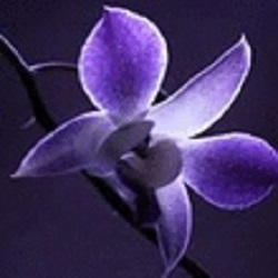 Fioreria L'Orchidea Blu