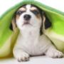 Cagnolino