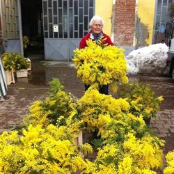 La Mimosa Di Gianotto Rita & C.sas