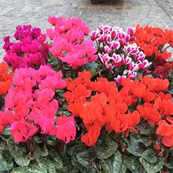 La Primavera Di Privitera Patrizia