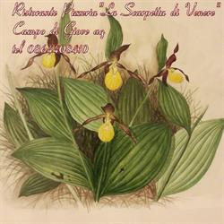La Scarpetta di Venere
