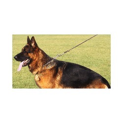 Laner Astrid Pensione per Cani