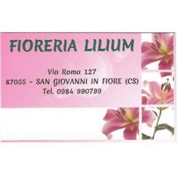 Lilium Veltri