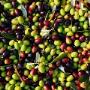Olive Lippolis