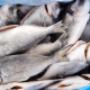 Genepesca M.B. Surgelati Livorno