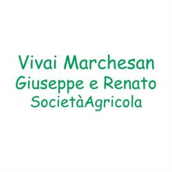 Vivaio Marchesan Giuseppe e Renato