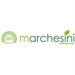 Marchesini