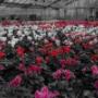 Fiori