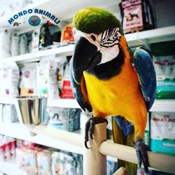 Mondo Animali