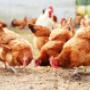 Galline