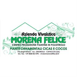 Azienda vivaistica Morena Felice - Cicas, Cocos, Ingrosso piante da Orto