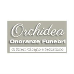 Orchidea