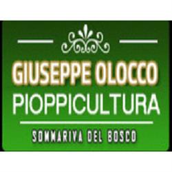Pioppicoltura Vivaio Olocco