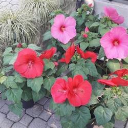 Orio Garden S.n.c.