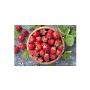 Ortofrutta Candela - Fragole