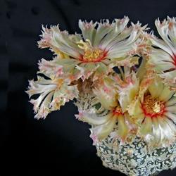 Panarotto Paolino