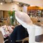 Gallery Professionale