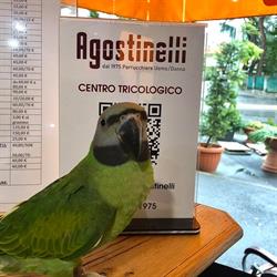 Agostinelli