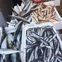 Pescheria La Paranza Di Polverino e C. SAS