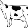 Mucca