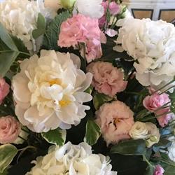 Piante e Fiori Di Franco Anna