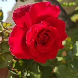 Piantone Antonella