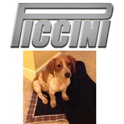 Piccini (Srl)