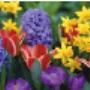 Fiori