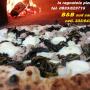pizza ai porcini